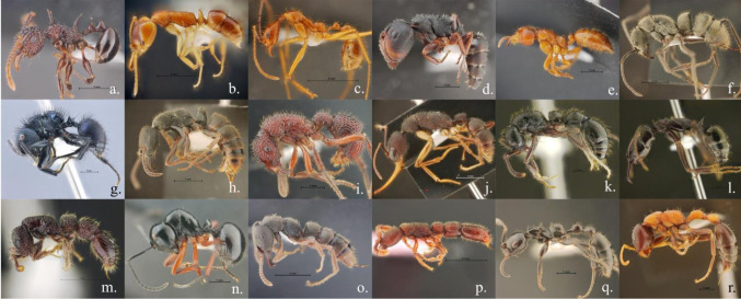Diversity and antimicrobial activity of the tropical ant-derived actinomycetes isolated from Thailand.