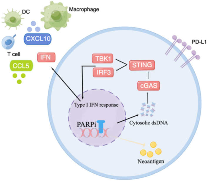 Update on Combination Strategies of PARP Inhibitors.