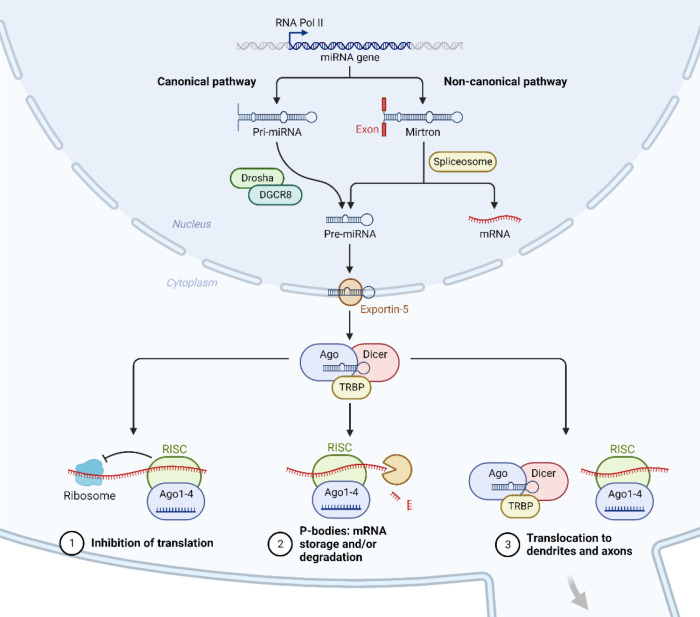 MicroRNAs in Aseptic Loosening of Prosthesis: Pathophysiology and Potential Therapeutic Approaches.