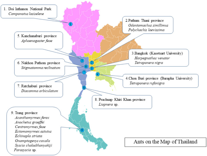 Diversity and antimicrobial activity of the tropical ant-derived actinomycetes isolated from Thailand.