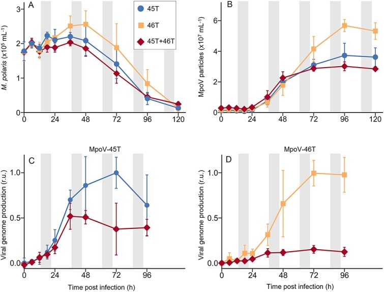 Temperature modulates dominance of a superinfecting Arctic virus in its unicellular algal host.