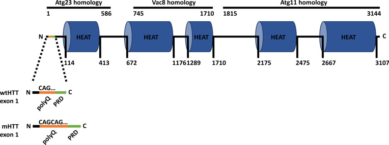 Protective Proteolysis in Huntington's Disease: Unraveling the Role of Post-Translational Myristoylation of Huntingtin in Autophagy.