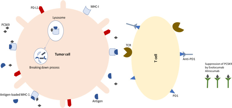 Current Understanding of PCSK9 and Its Relevance to Cancer Prognosis and Immune Therapy: A Review.