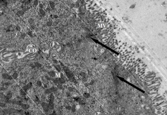 Ultra-structural organization of the gallbladder mucous membrane of Anglo-Nubian goat.