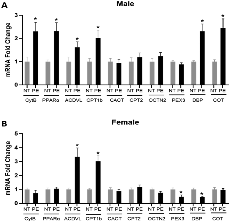 Sex-Specific Dysregulation of Placental Lipid Metabolism in Preeclampsia.