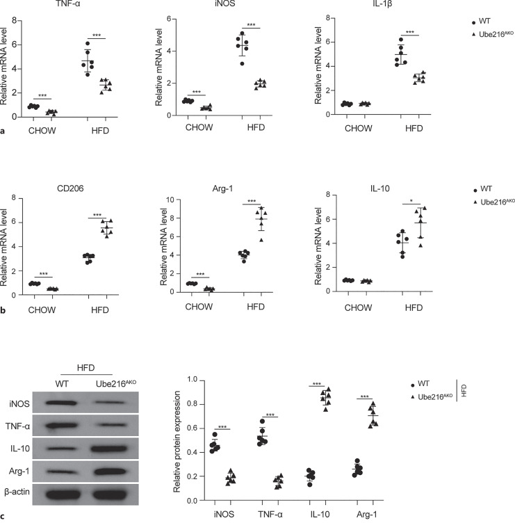 Ube2L6 Promotes M1 Macrophage Polarization in High-Fat Diet-Fed Obese Mice via ISGylation of STAT1 to Trigger STAT1 Activation.