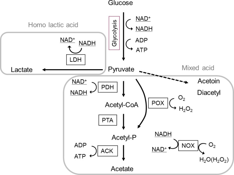 Roles of flavoprotein oxidase and the exogenous heme- and quinone-dependent respiratory chain in lactic acid bacteria.