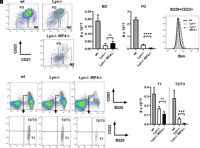 B-1a Cells, but Not Marginal Zone B Cells, Are Implicated in the Accumulation of Autoreactive Plasma Cells in Lyn-/- Mice.