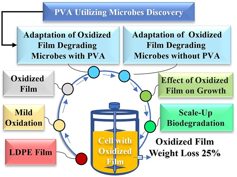 Discovery and adaptation of microbes that degrade oxidized low-density polyethylene films.