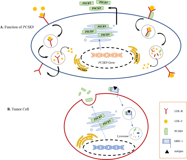 Current Understanding of PCSK9 and Its Relevance to Cancer Prognosis and Immune Therapy: A Review.