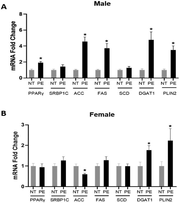 Sex-Specific Dysregulation of Placental Lipid Metabolism in Preeclampsia.