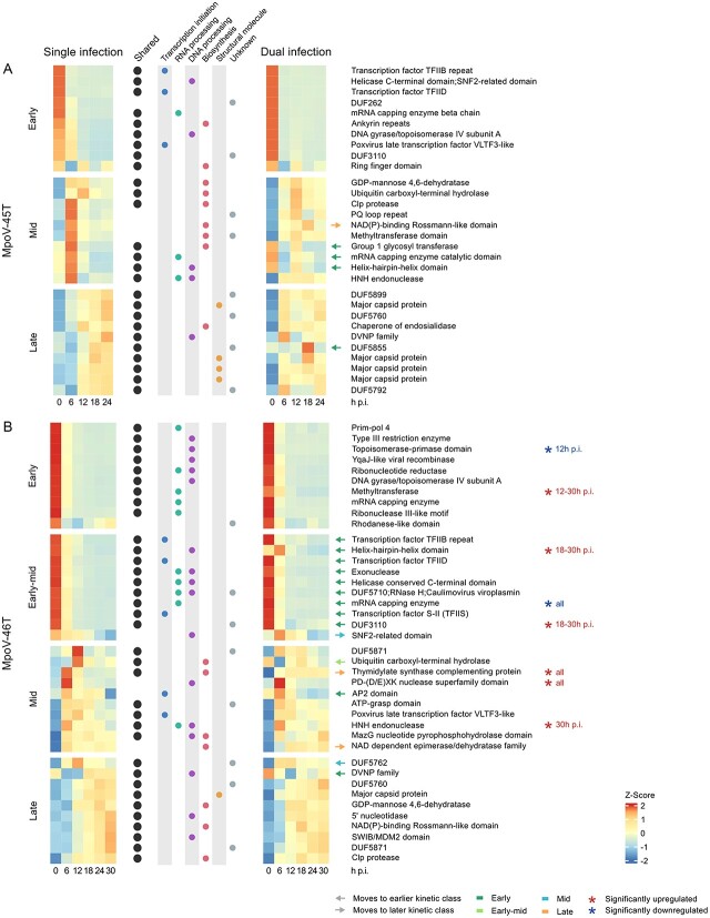 Temperature modulates dominance of a superinfecting Arctic virus in its unicellular algal host.