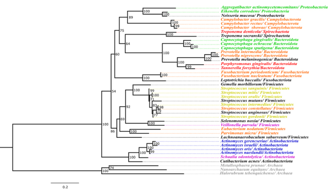 Oral microbiota, co-evolution, and implications for health and disease: The case of indigenous peoples.