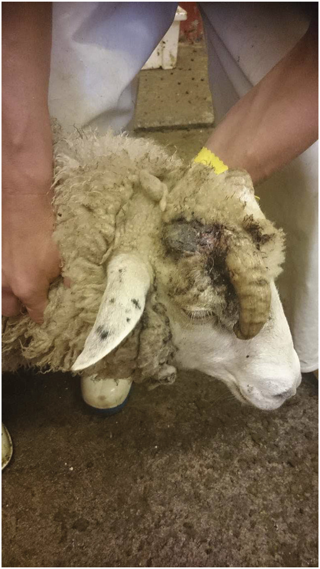 Legal assessment of ingrown horns and other horn-related anomalies in cattle and sheep.