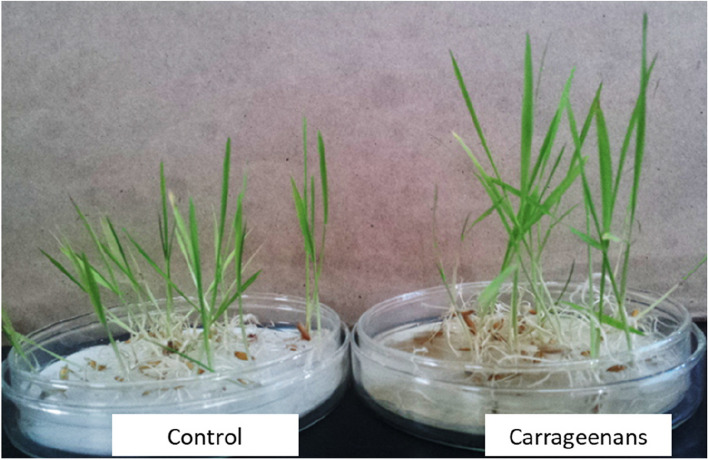 Carrageenans as biostimulants and bio-elicitors: plant growth and defense responses.