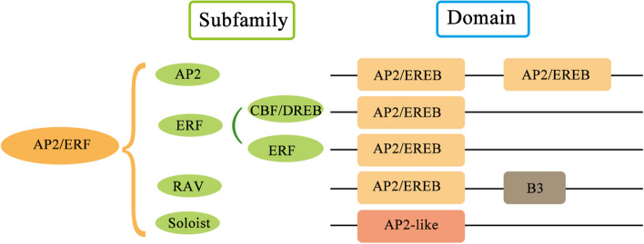 Plant disease resistance outputs regulated by AP2/ERF transcription factor family.