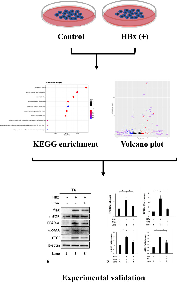 Molecular Biological Mechanisms of Action of Chrysophanol in Hepatic Stellate Cells Activated by Hepatic B Virus X Based on Network Pharmacology.