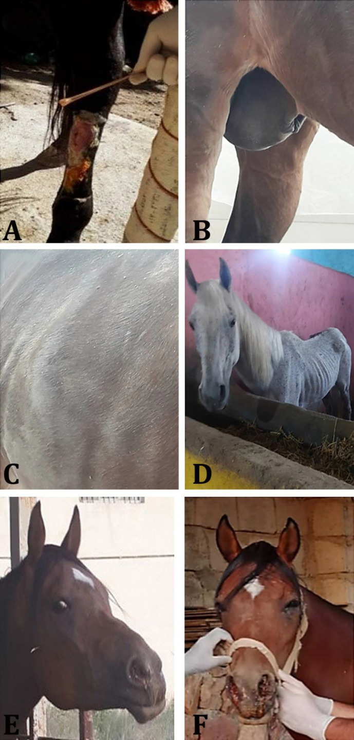 Isolation, serological and molecular methods in screening of <i>Burkholderia mallei</i> in East Azerbaijan province, Iran.