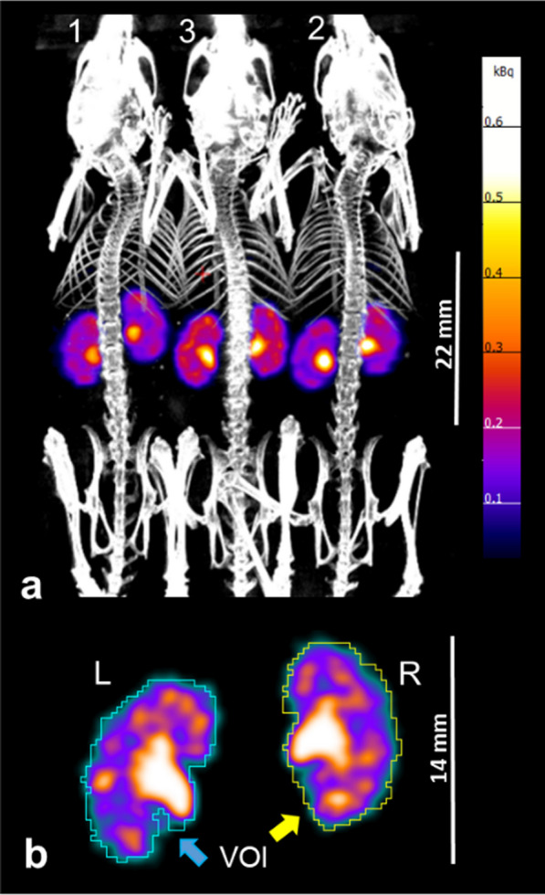 Effects of isoflurane anaesthesia depth and duration on renal function measured with [<sup>99m</sup>Tc]Tc-mercaptoacetyltriglycine SPECT in mice.