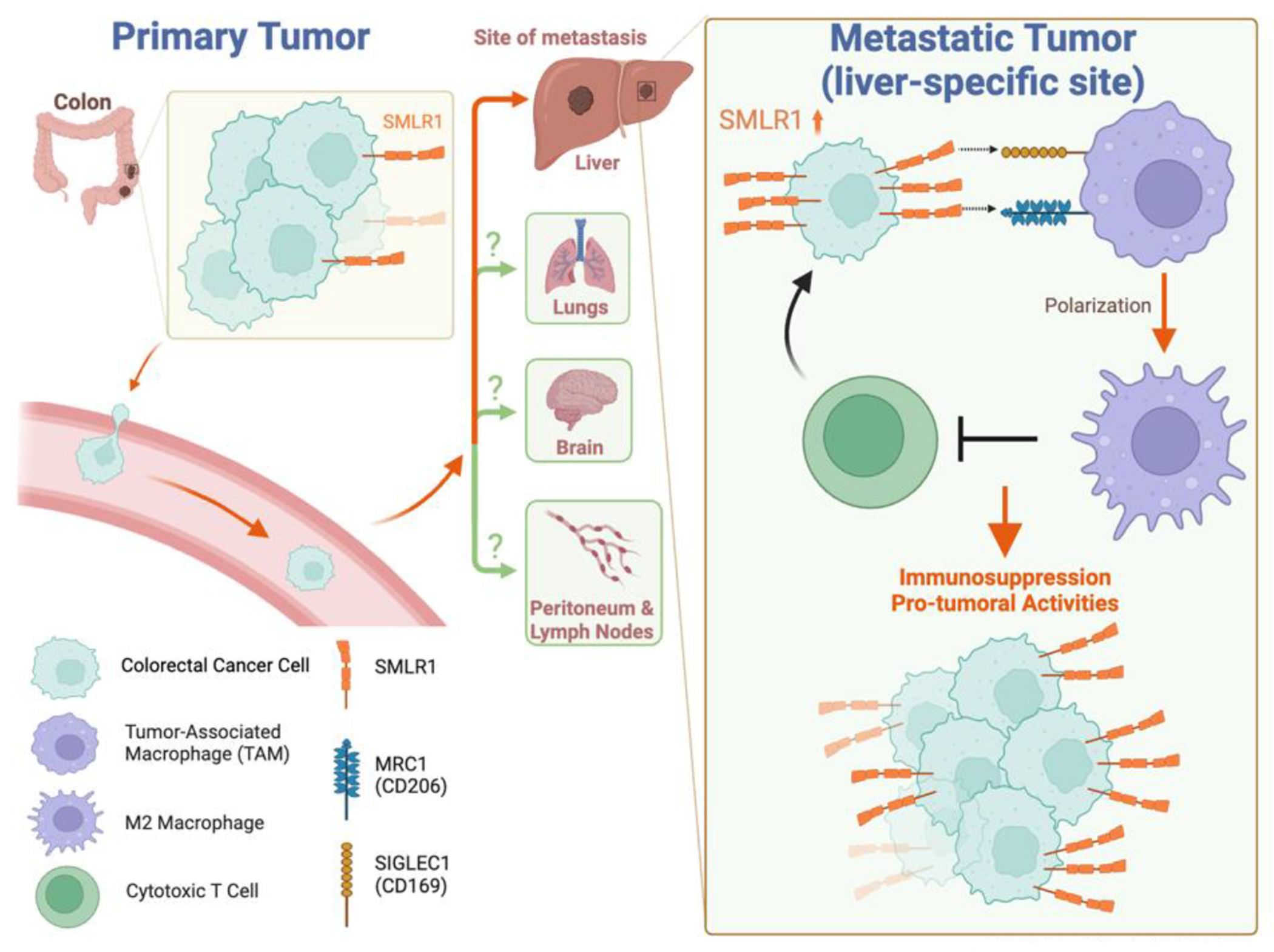 Unmasking SMLR1: The hidden player in colorectal cancer's liver metastasis.