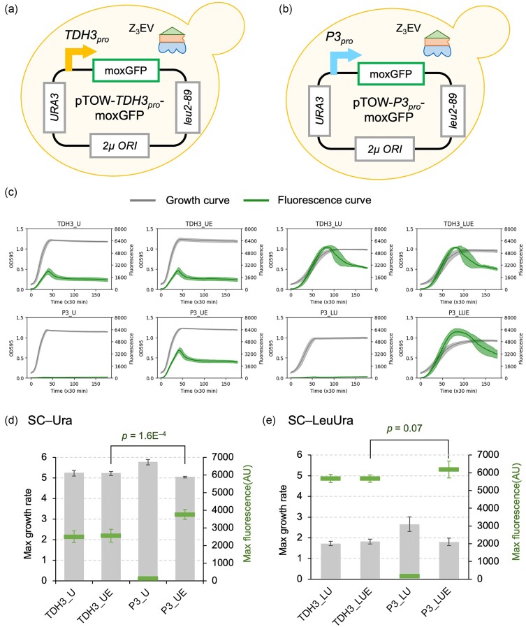 Improving the Z3EV promoter system to create the strongest yeast promoter.