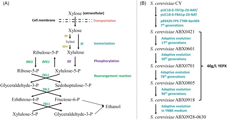Construction of an economical xylose-utilizing Saccharomyces cerevisiae and its ethanol fermentation.