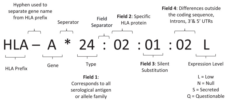 Advancements in HLA Typing Techniques and Their Impact on Transplantation Medicine.