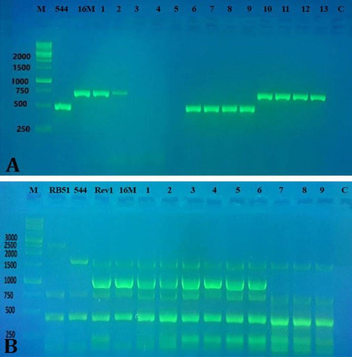 Characterization of <i>Brucella</i> spp. circulating in industrial dairy cattle farms in Iran: a field study 2016 - 2023.