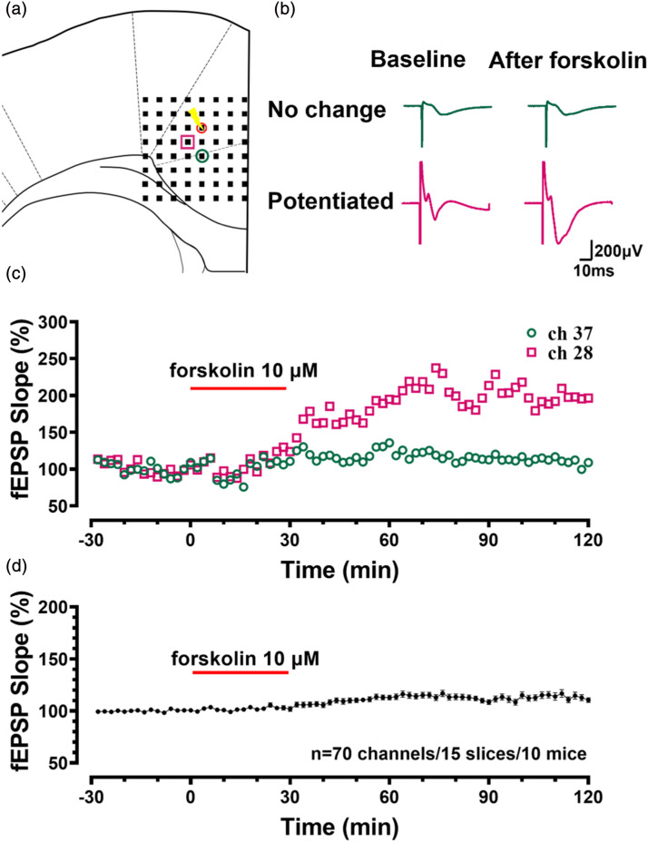 Recruitment of cortical silent responses by forskolin in the anterior cingulate cortex of adult mice.