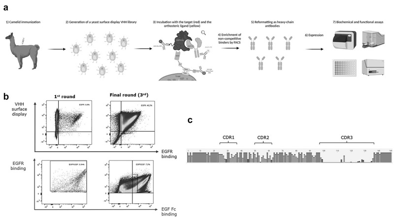 Discovery of potent allosteric antibodies inhibiting EGFR.
