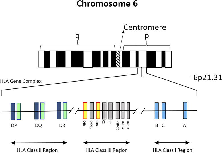 Advancements in HLA Typing Techniques and Their Impact on Transplantation Medicine.