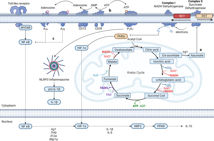 Immunometabolic Regulation of Bacterial Infection, Biofilms, and Antibiotic Susceptibility.