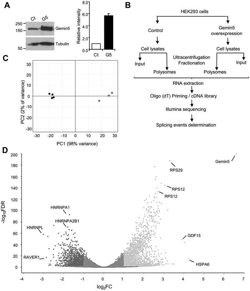 Alternative splicing events driven by altered levels of GEMIN5 undergo translation.