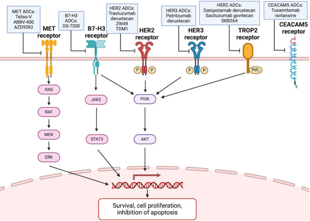 Addressing the unmet need in NSCLC progression with advances in second-line therapeutics.