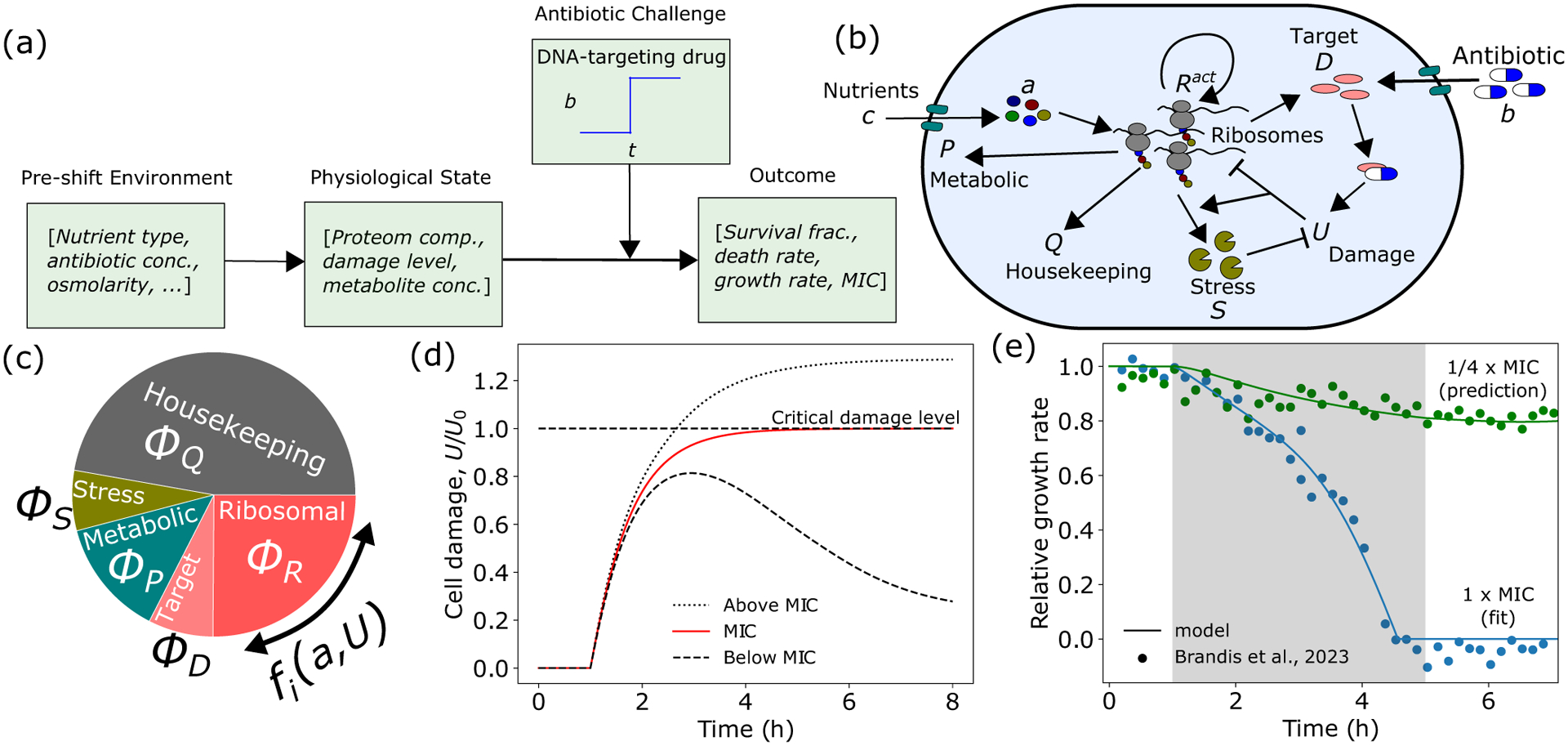Gene Expression Tradeoffs Determine Bacterial Survival and Adaptation to Antibiotic Stress.
