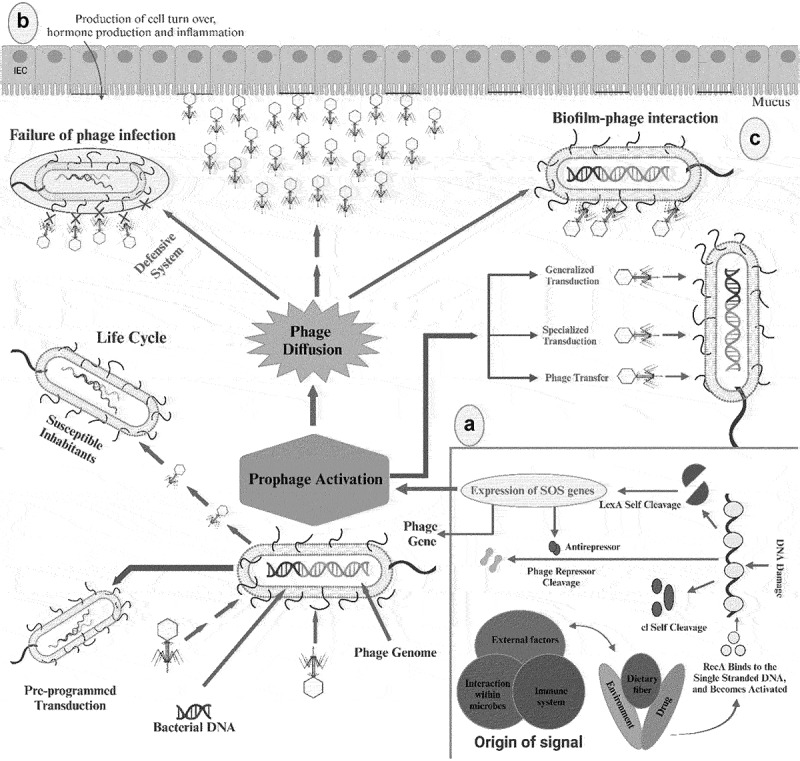 Role of bacteriophages in shaping gut microbial community.