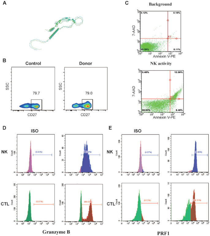 Relapsed/Refractory Peripheral T-Cell Lymphoma-Associated Hemophagocytic Lymphohistiocytosis With UNC13D and CD27 Germline Mutations.