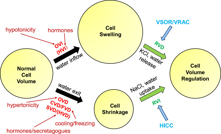 Physiology of the volume-sensitive/regulatory anion channel VSOR/VRAC. Part 1: from its discovery and phenotype characterization to the molecular entity identification.