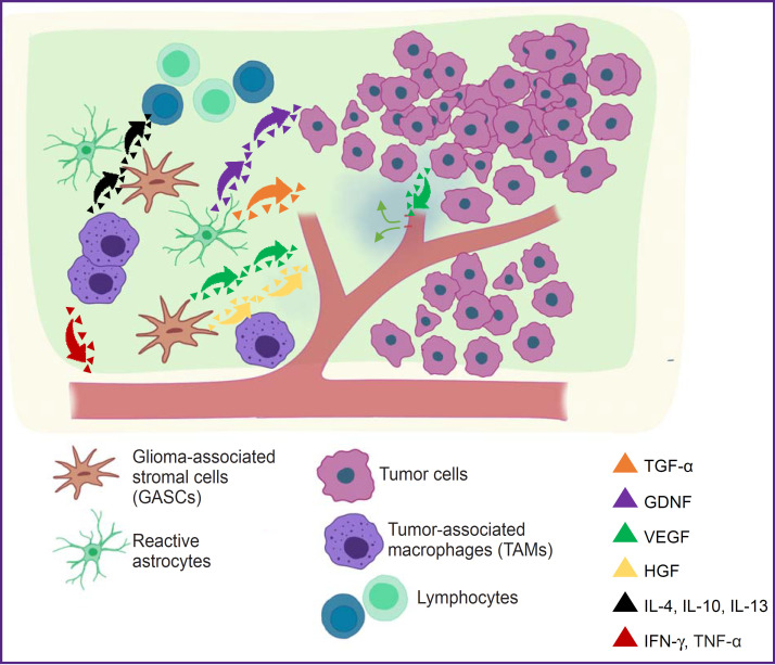 Peritumoral Brain Zone in Astrocytoma: Morphology, Molecular Aspects, and Clinical Manifestations (Review).