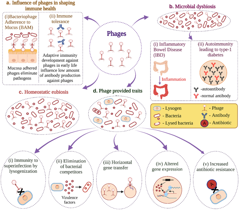 Role of bacteriophages in shaping gut microbial community.