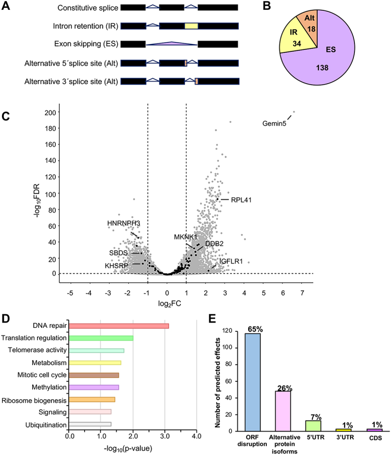 Alternative splicing events driven by altered levels of GEMIN5 undergo translation.
