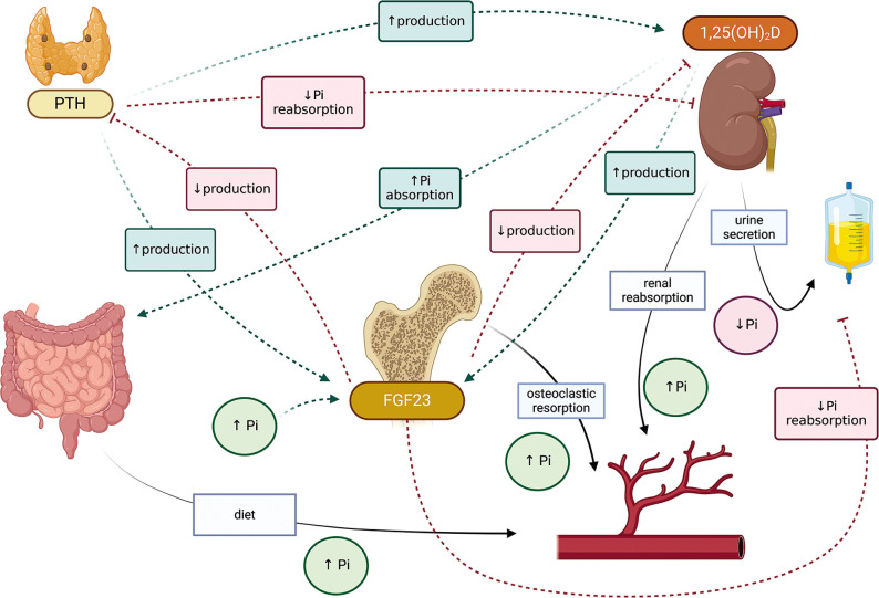Calcium-phosphate metabolism - selected disorders in children.