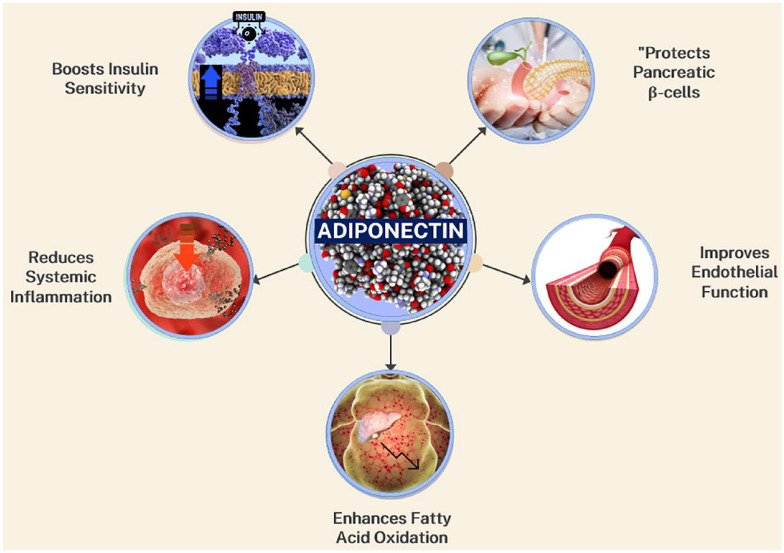 Therapeutic potential of adiponectin in prediabetes: strategies, challenges, and future directions.