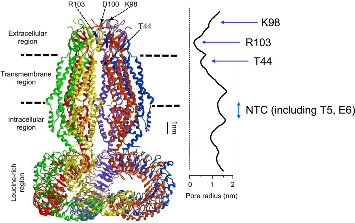 Physiology of the volume-sensitive/regulatory anion channel VSOR/VRAC. Part 1: from its discovery and phenotype characterization to the molecular entity identification.
