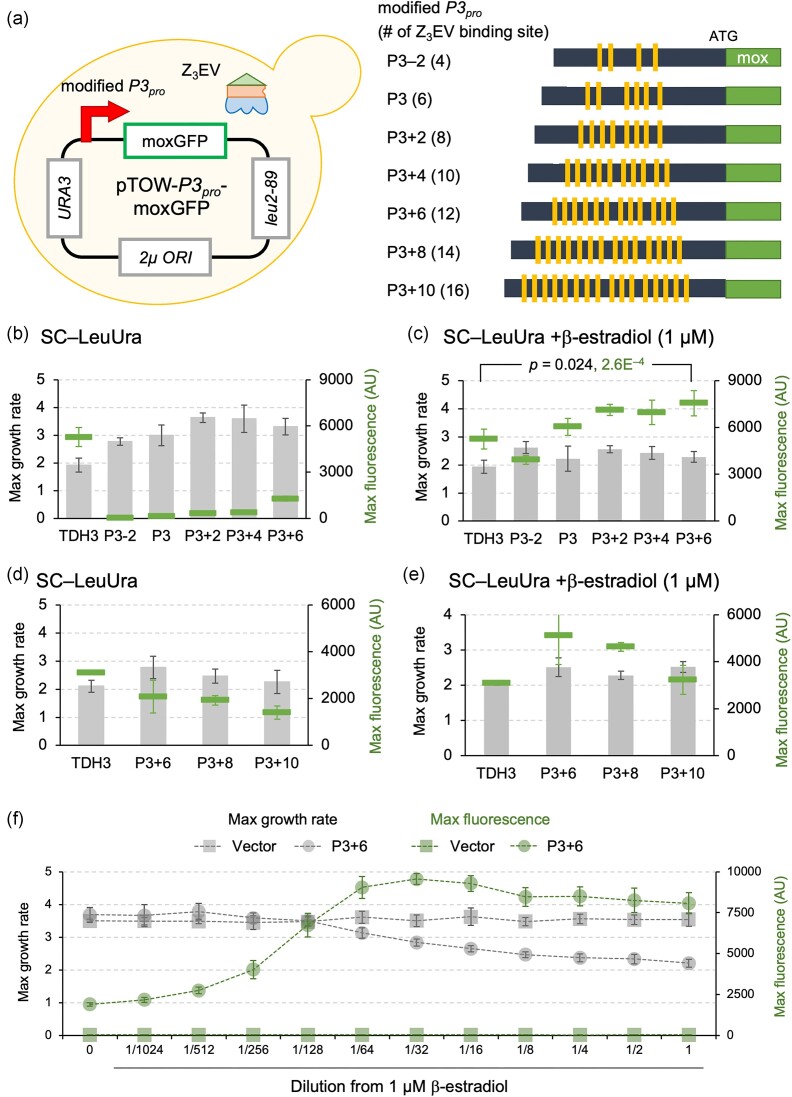 Improving the Z3EV promoter system to create the strongest yeast promoter.