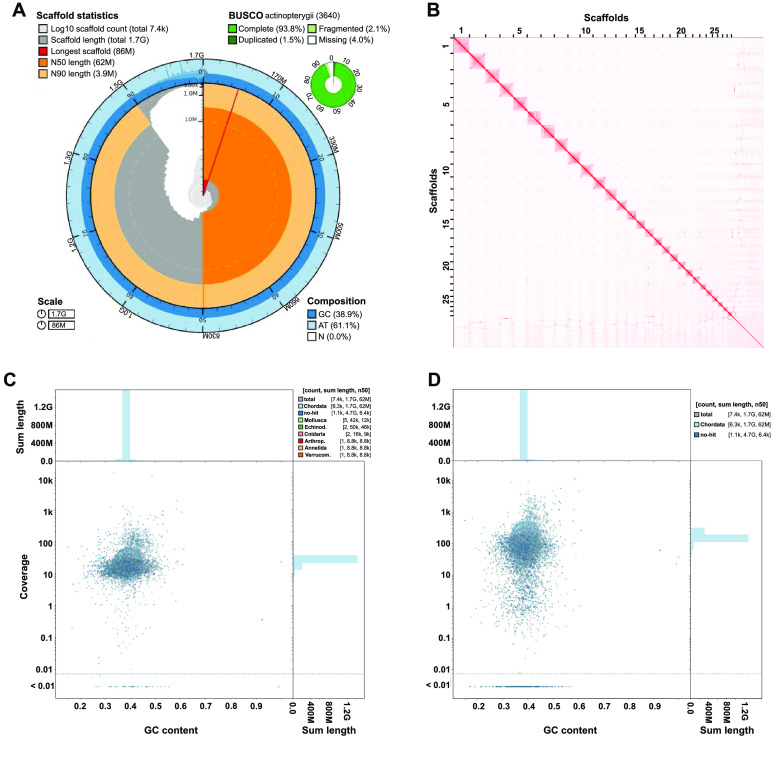 Near chromosome-level and highly repetitive genome assembly of the snake pipefish <i>Entelurus aequoreus</i> (Syngnathiformes: Syngnathidae).