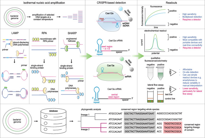 Integrating Genomic Data with the Development of CRISPR-Based Point-of-Care-Testing for Bacterial Infections.