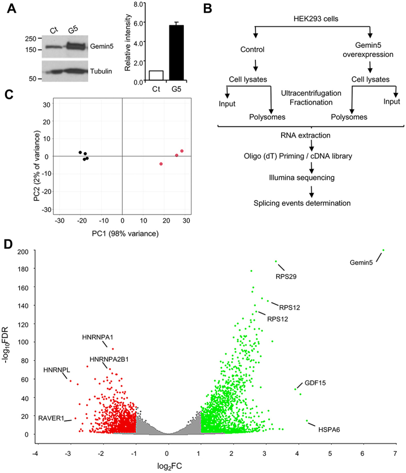 Alternative splicing events driven by altered levels of GEMIN5 undergo translation.