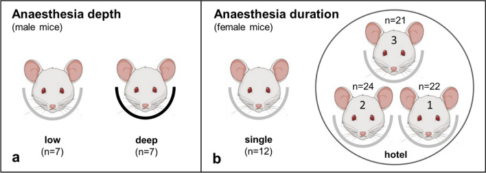 Effects of isoflurane anaesthesia depth and duration on renal function measured with [<sup>99m</sup>Tc]Tc-mercaptoacetyltriglycine SPECT in mice.