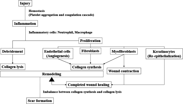 Evidence of Potential Natural Products for the Management of Hypertrophic Scars.